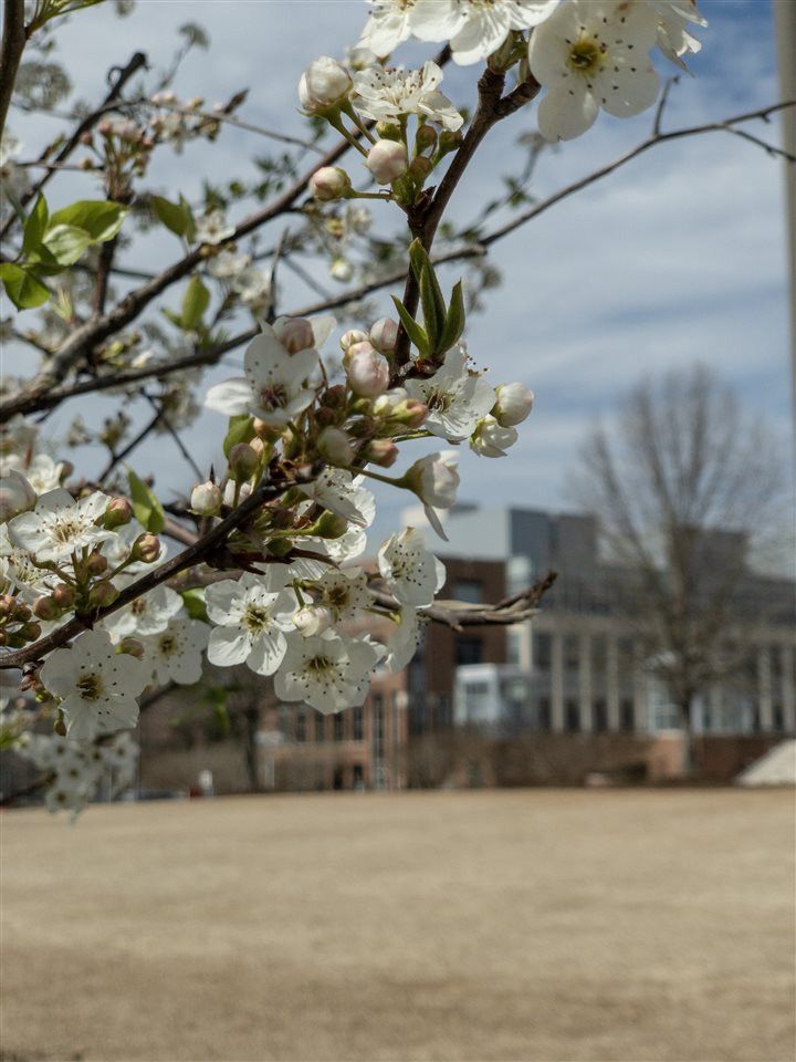 2441 Campus Shore Dr #209, Raleigh, NC 27606