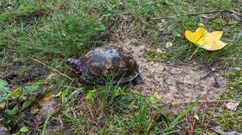 2508 Whistling Quail Rn, Apex, NC 27502