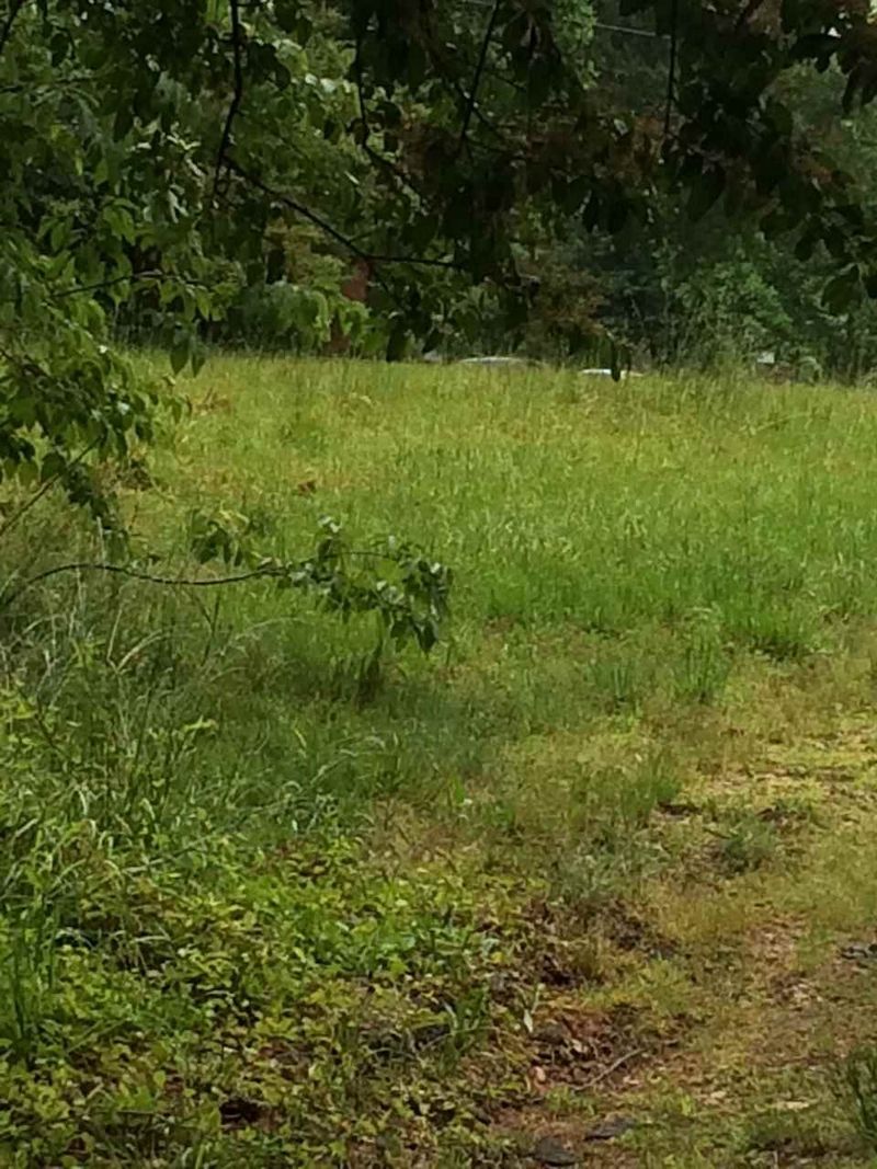 2513 Piney Plains Rd Lot 43 & 47, Cary, NC 27518
