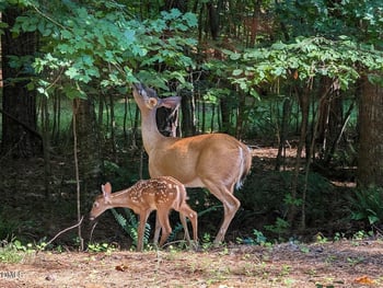 2617 Scarlet Sage Ct, Raleigh, NC 27613