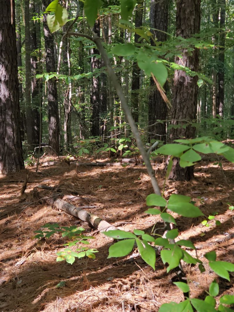 3121 White Pine Ct Lot 99, Wake Forest, NC 27587