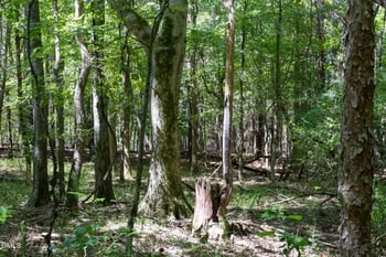 3132 Walters Rd Lot 55143, Creedmoor, NC 27522