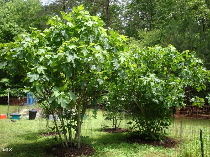 3137 Falling Cedars Dr, Chapel Hill, NC 27516