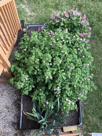 316 Misty Groves Cir, Morrisville, NC 27560