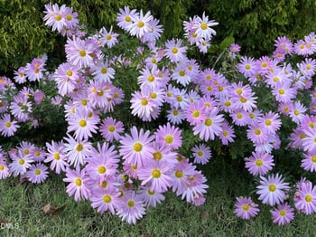 317 Charleston Dr, Clayton, NC 27527