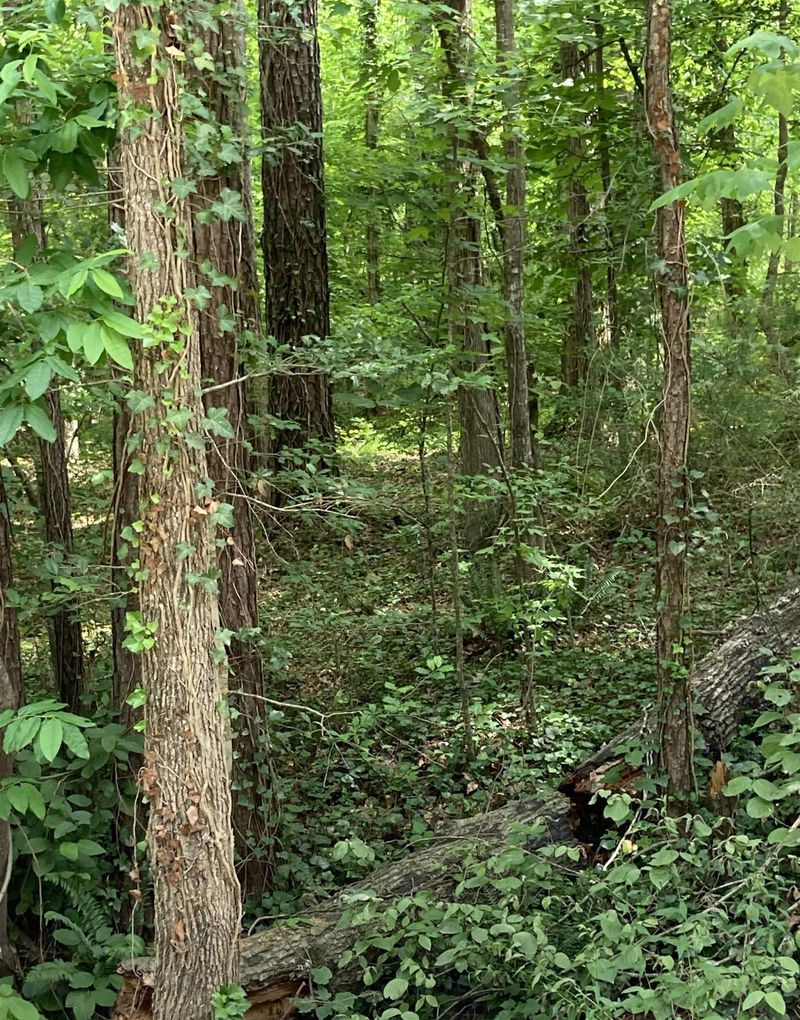 3207 Argyll Dr Lot 3207, Sanford, NC 27332