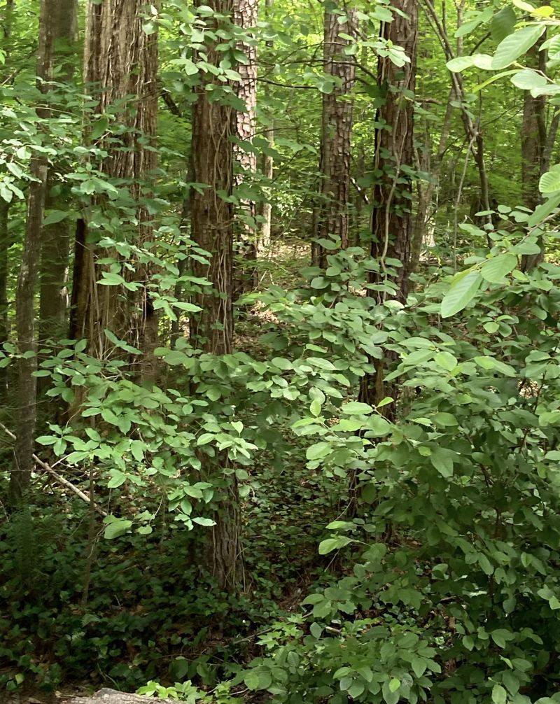 3207 Argyll Dr Lot 3207, Sanford, NC 27332