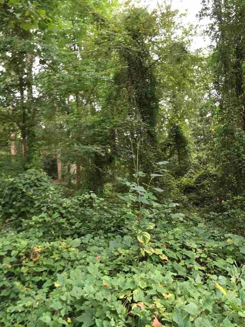322 Bertie Dr Lot 11, Raleigh, NC 27610