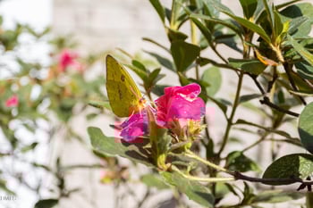 3425 Coach Lantern Ave, Wake Forest, NC 27587