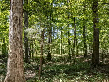 353 Robert Alston Jr Dr, Pittsboro, NC 27312