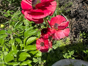 3645 Old Fairground Rd, Angier, NC 27501