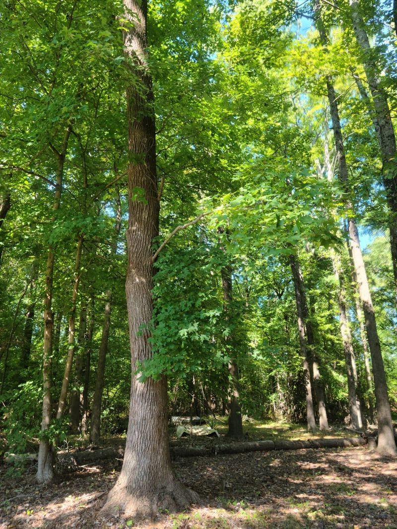 3712 Wiggins St Lot 23-31, Durham, NC 27704