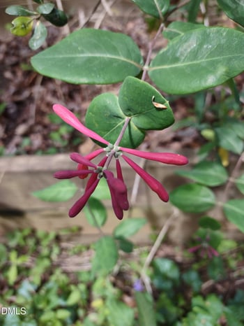 4013 Saint Edmunds Ln, Apex, NC 27539