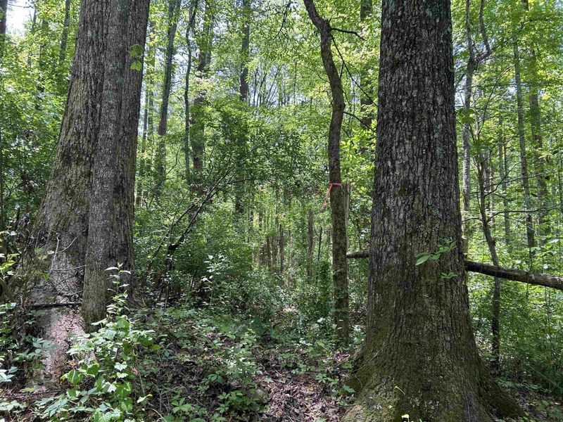 4025 Hamlets Chapel Rd Lot 2+3, Pittsboro, NC 27312