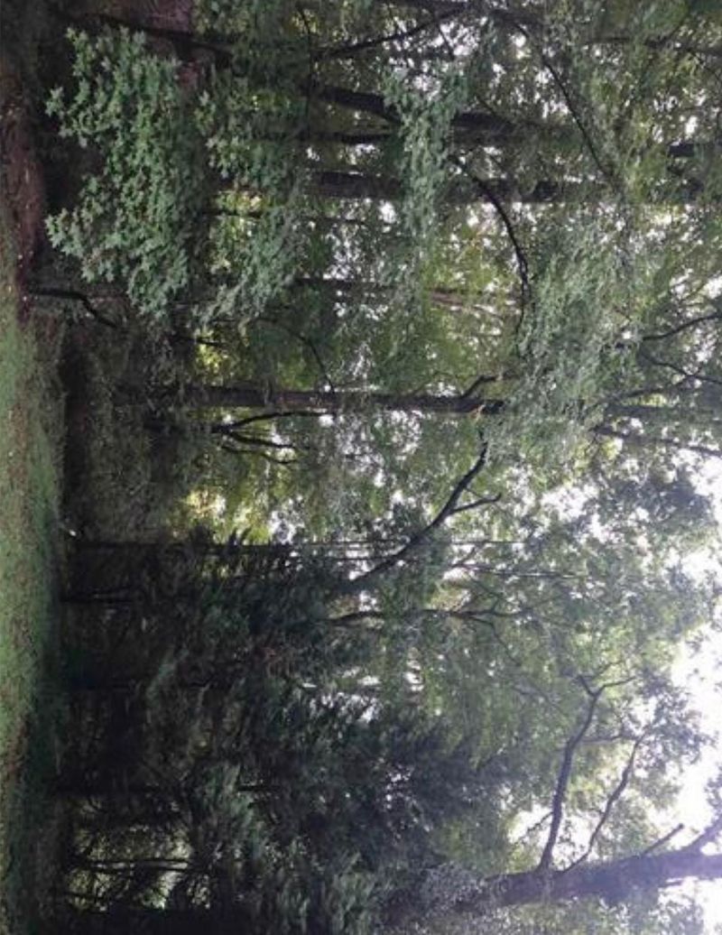 405 Marsh Ave, Raleigh, NC 27606