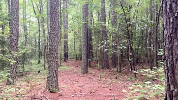 411 Auburn Ln, Pittsboro, NC 27312