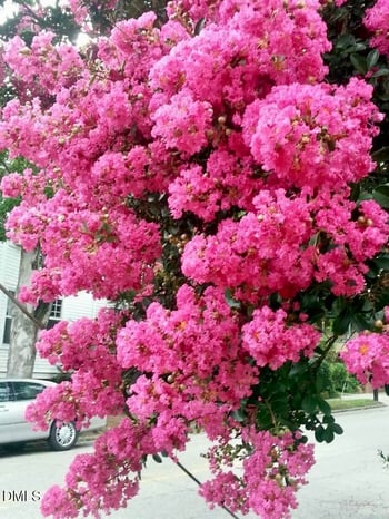 415 Lane St, Raleigh, NC 27601