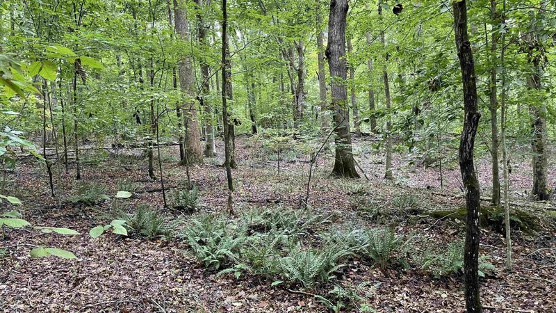 4240 Purnell Rd Lot TR6, Wake Forest, NC 27587