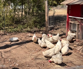 4313 Mitchell Mill Rd, Wake Forest, NC 27587