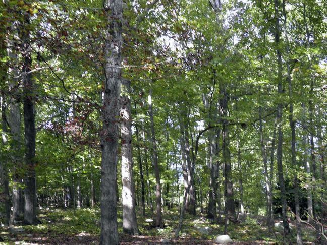 435 Hickory Pond Rd Lot 7, Chapel Hill, NC 27312