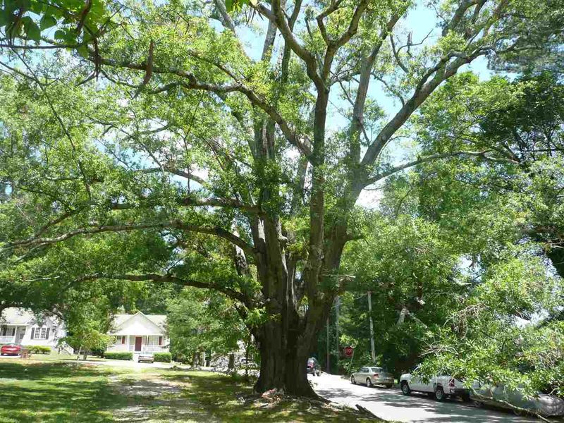 435 Wait Ave, Wake Forest, NC 27587