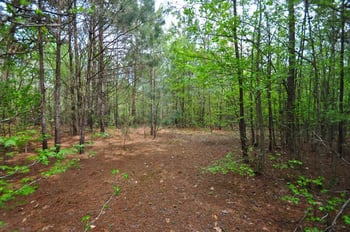 489 Alston Rd Lot 1, Apex, NC 27523