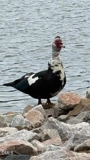 49 Paige Stone Way, Angier, NC 27501