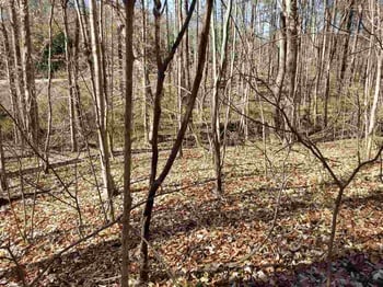 4900 Creedmoor Rd Lot TR2, Raleigh, NC 27587