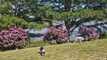 501 Bellmeade Bay Dr, Durham, NC 27703