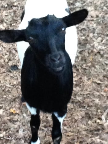 520 Swim And Croquet, Pittsboro, NC 27312