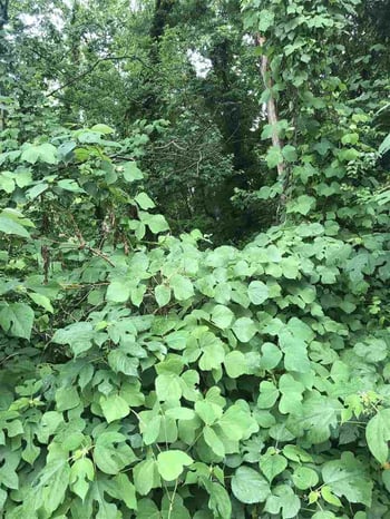 537 Bragg St Lot 5, Raleigh, NC 27601