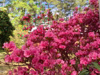 5702 Old Greensboro Rd, Chapel Hill, NC 27516