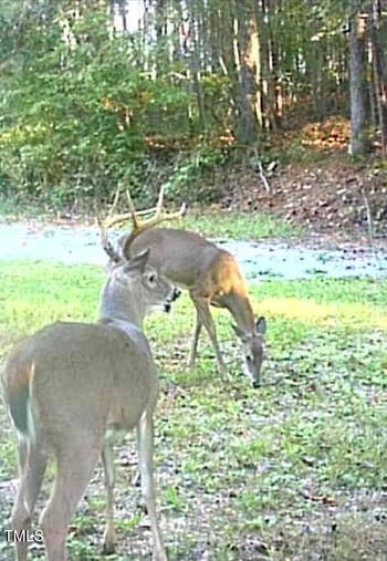 616 Watkins Rd Lot 4+5, Hillsborough, NC 27278
