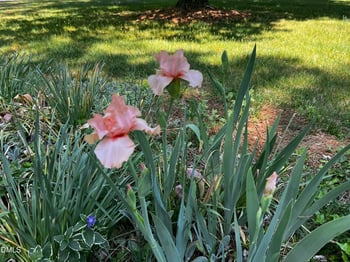 619 Fifth St, Mebane, NC 27302