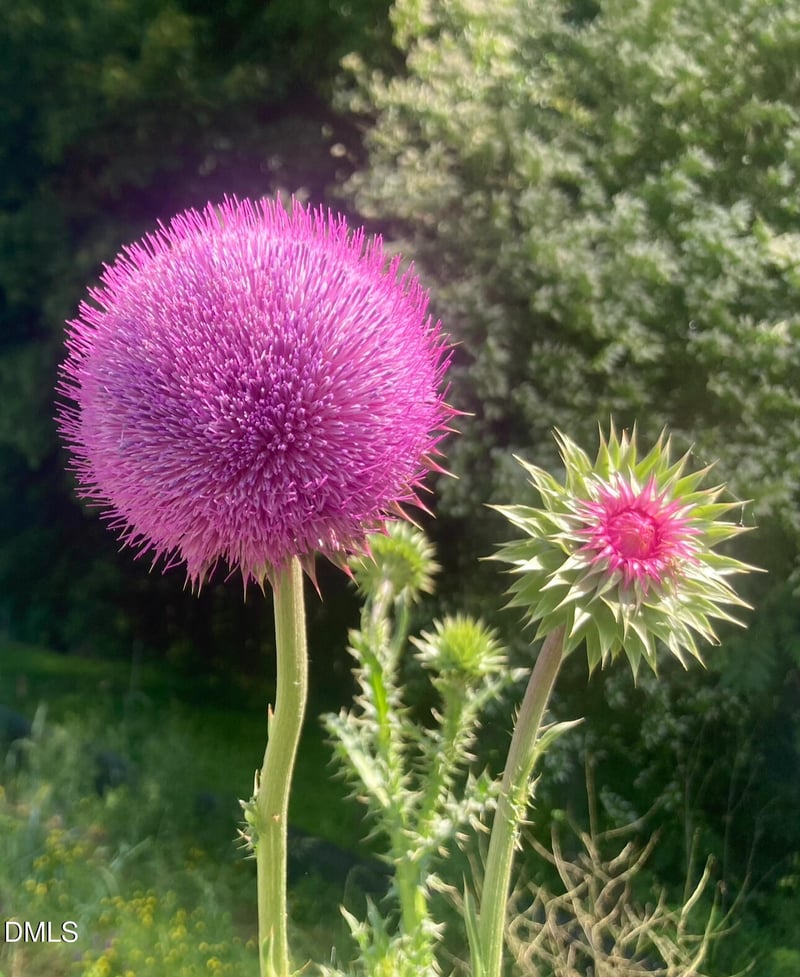 6202 Montgomery Estates Rd, Hillsborough, NC 27278