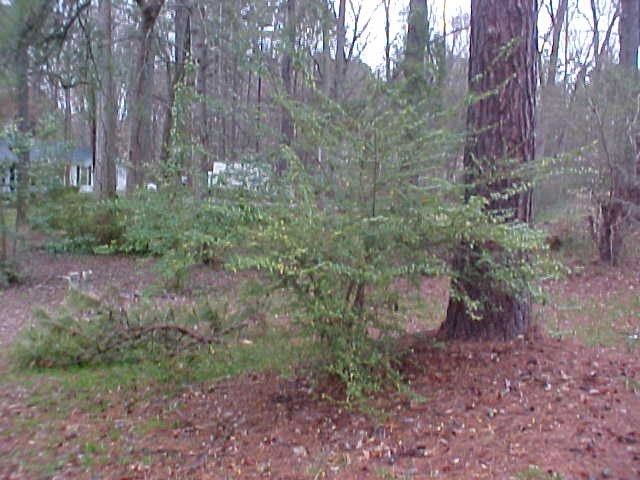 7405 Ray Rd Lot N/A, Raleigh, NC 27613
