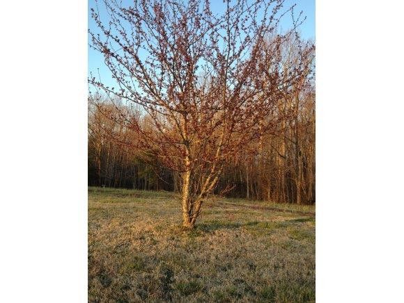 7716 County Line Rd, Liberty, NC 27298
