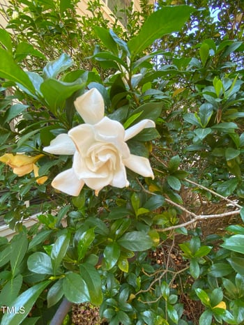 8019 Satillo Ln, Raleigh, NC 27616