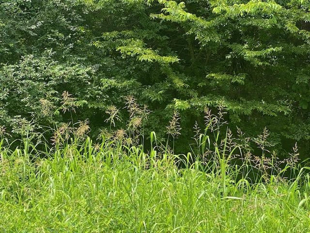 803 Terrace View Dr Lot 9, Chapel Hill, NC 27516