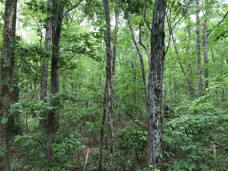 8103 Belgium Dr Lot 84, Raleigh, NC 27606