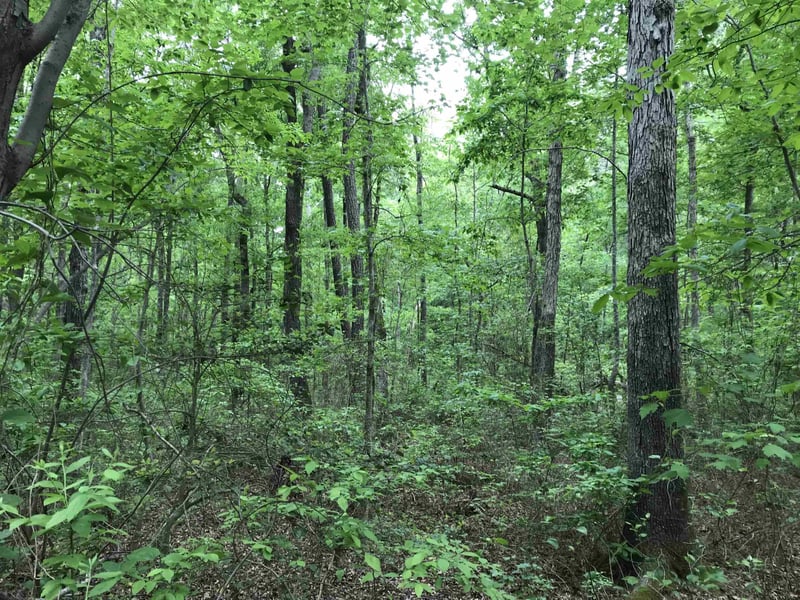 8103 Belgium Dr Lot 84, Raleigh, NC 27606