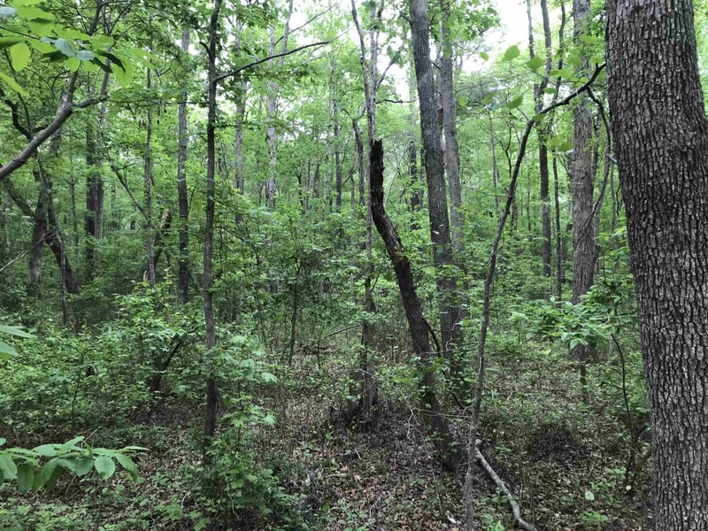 8103 Belgium Dr Lot 84, Raleigh, NC 27606