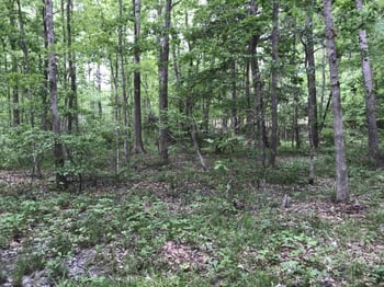 8103 Belgium Dr Lot 84, Raleigh, NC 27606