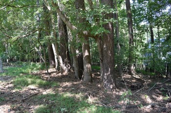 812 Wingate St, Wake Forest, NC 27587