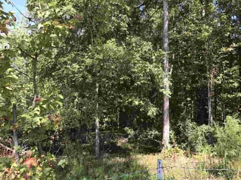 8209 Green Level Church Rd, Apex, NC 27523