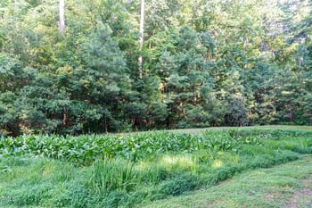 8228 Clarks Branch Dr, Raleigh, NC 27613