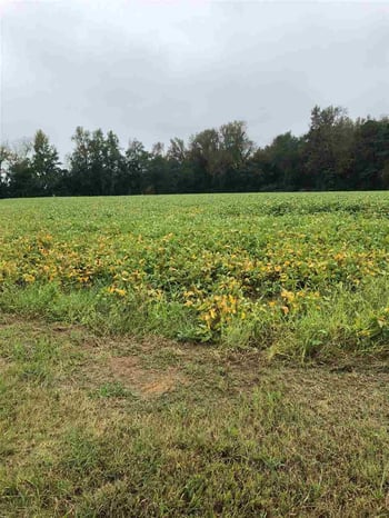83 Tripp Rd, Lillington, NC 27546