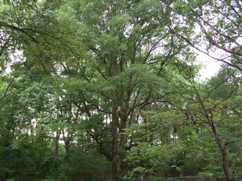 847 Johnson Town Rd Lot 1, Zebulon, NC 27597