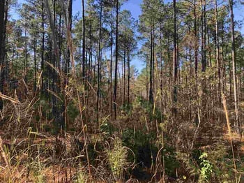 87 Masonary Ln Lot 3, New Hill, NC 27562