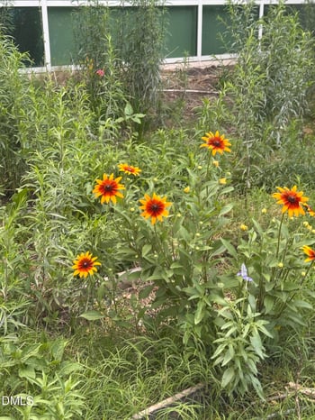 905 Ardmore Dr, Durham, NC 27713